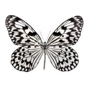 Paper Kite Butterfly